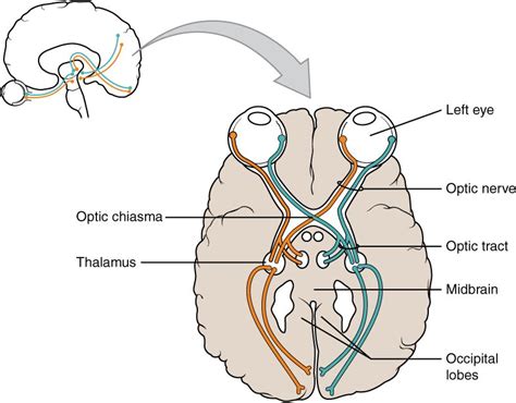 nervus opticus|Optic Nerve: Anatomy, Location, and Function